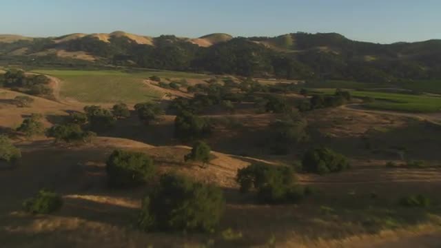 Helicopter aerial of a vineyard in the Santa Maria Valley, California.