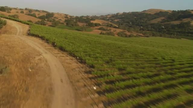 Helicopter aerial of a vineyard in the Santa Maria Valley, California.