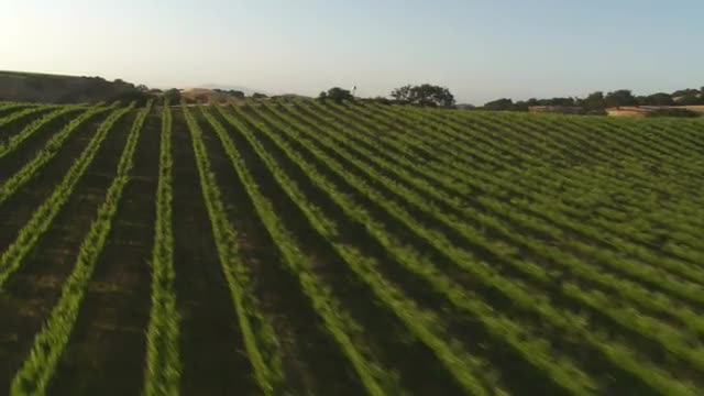 Helicopter aerial of a vineyard in the Santa Maria Valley, California.