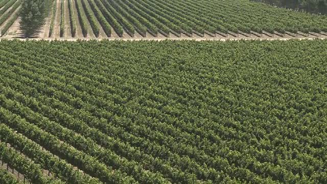 A vertical pan over a vineyard in the Salinas Valley wine country, Monterey County, California.