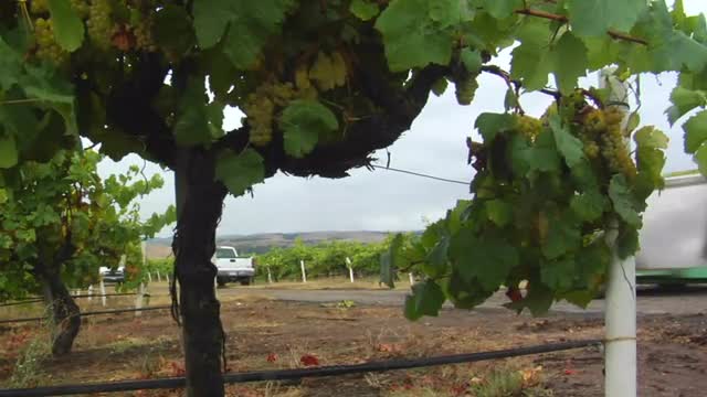 A tractor hauls a bin of grapes during harvest at a Santa Barbara County vineyard, California.