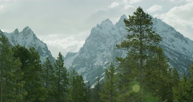 5K Tetons And Trees