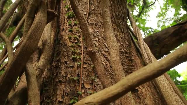 Maui_Jungle_5.mov