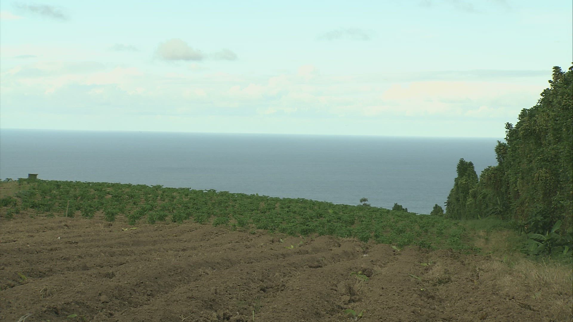 534271161 / Banana Plantation / Agribusiness / Martinique