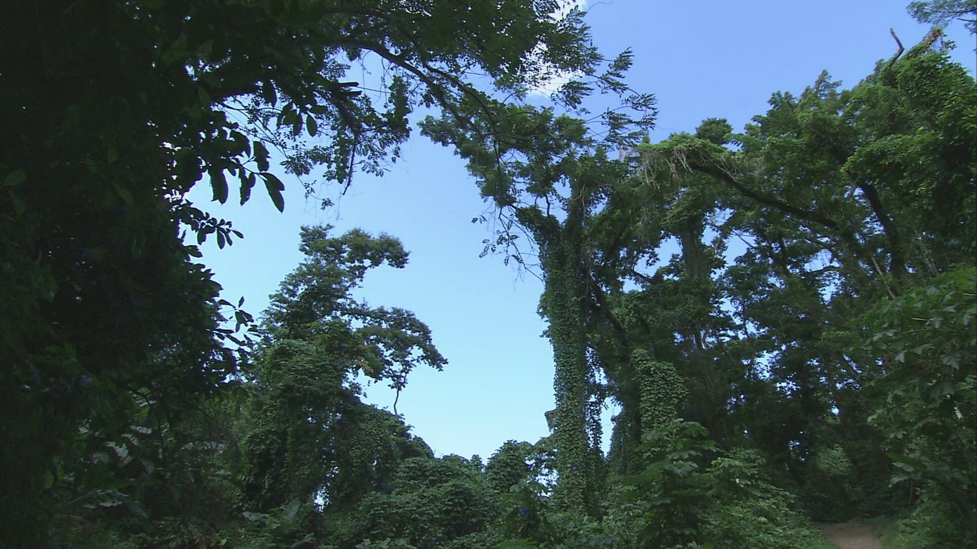 149369559 / Tree / Forest / Anse Couleuvre / Martinique