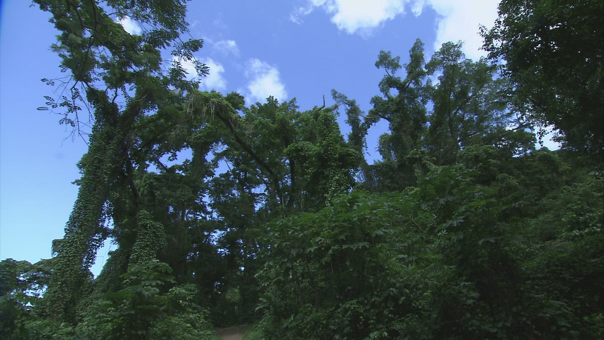 747241899 / Tree / Forest / Anse Couleuvre / Martinique