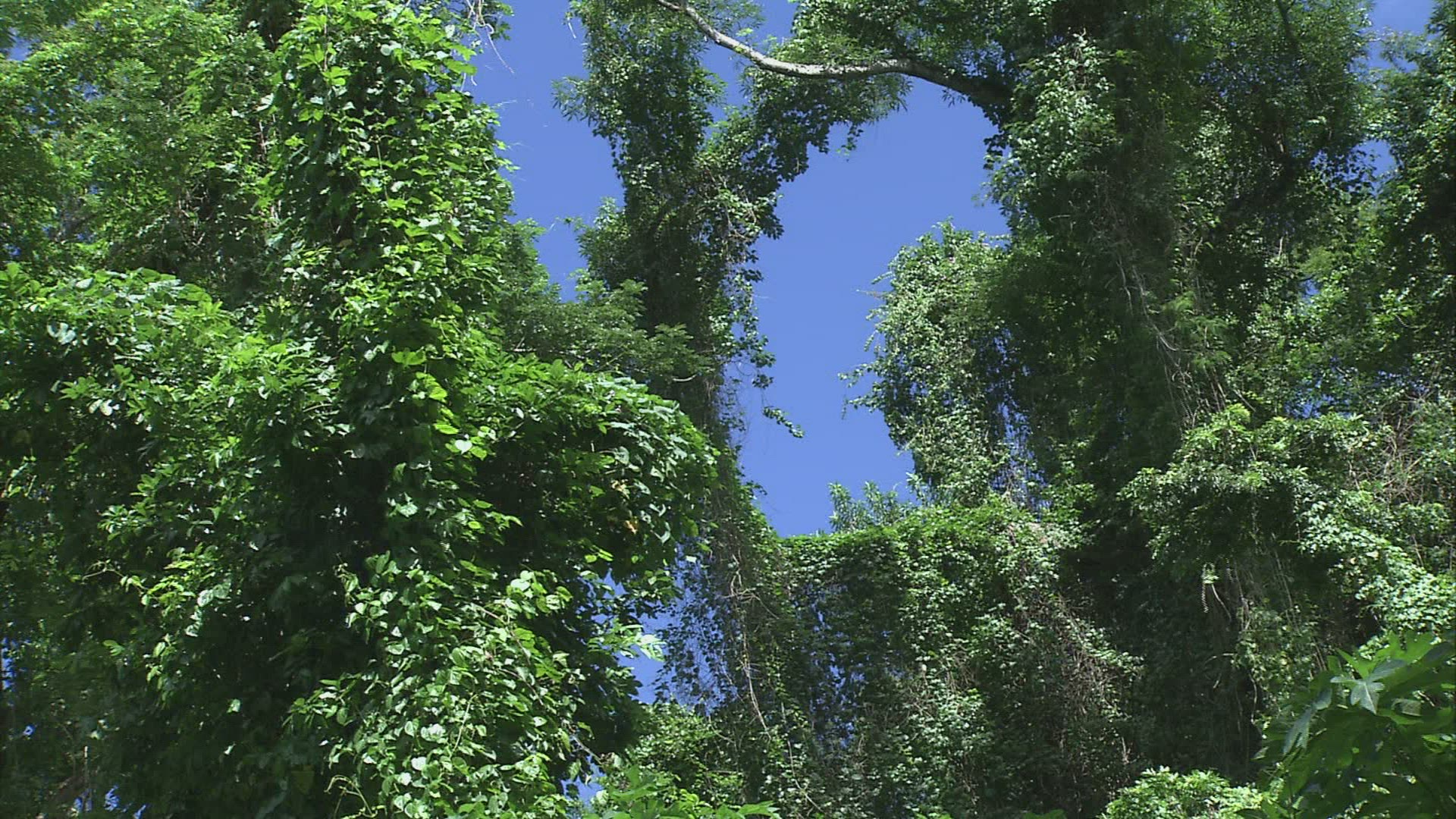 748260122 / Tree / Forest / Anse Couleuvre / Martinique