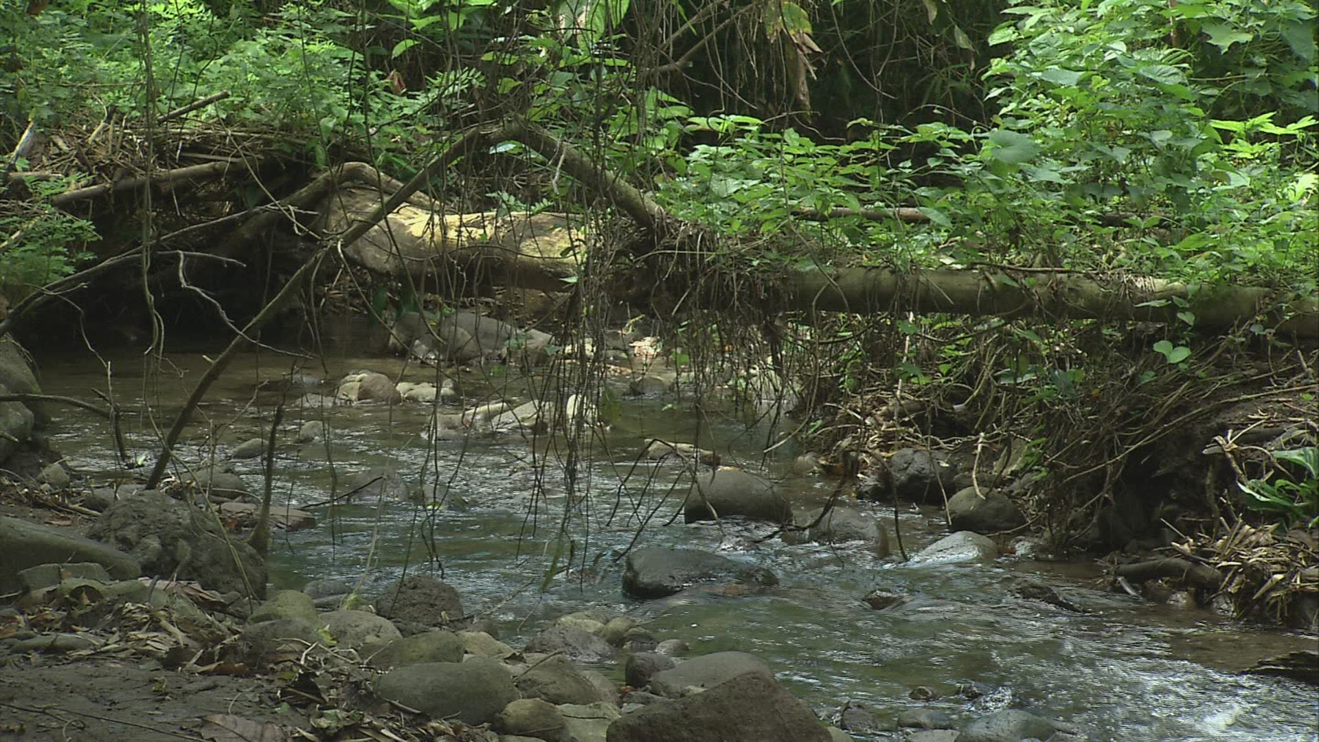 663126457 / Tree / Forest / Anse Couleuvre / Martinique