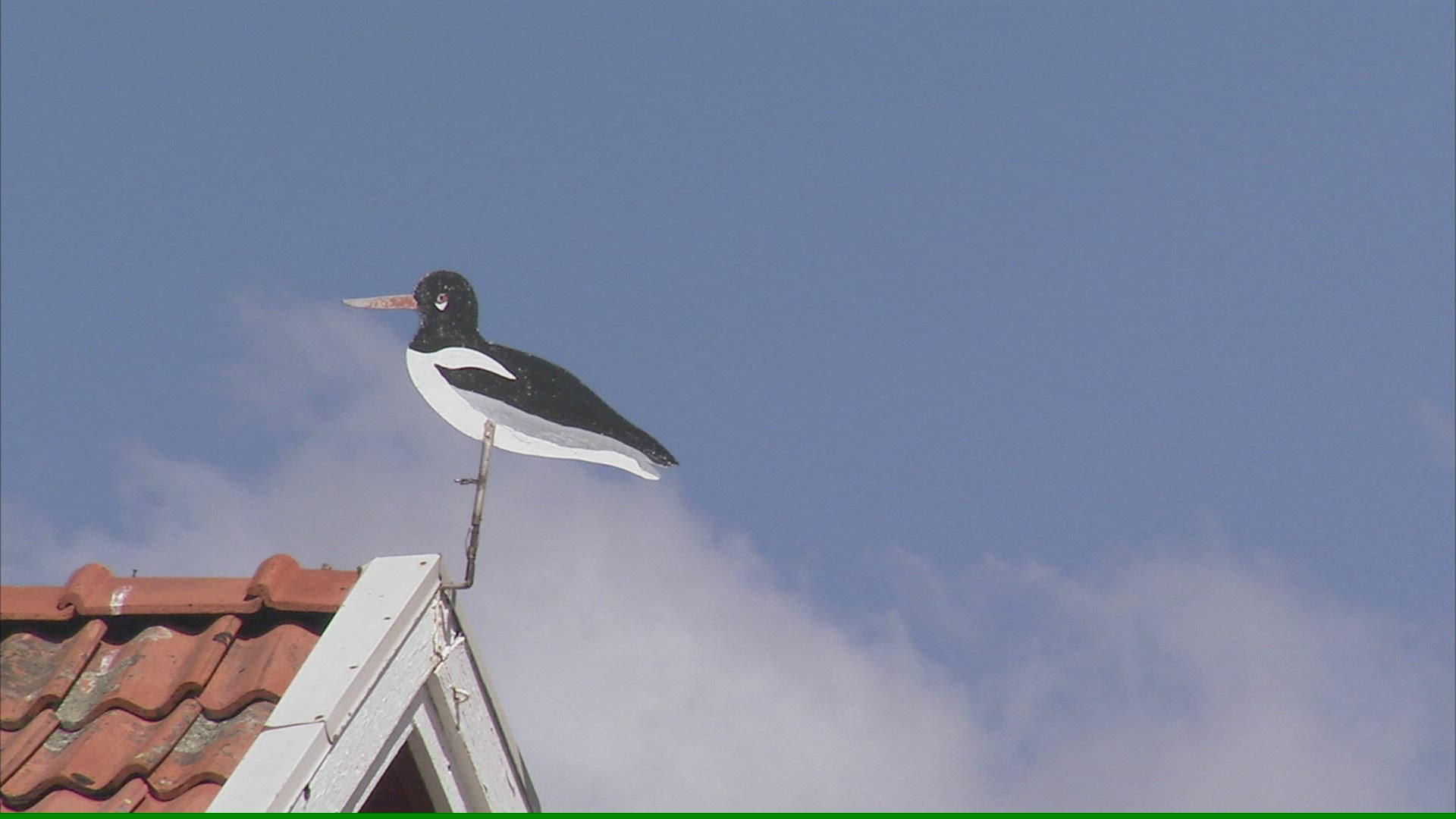 816698985 / Bird / Ridging / Smögen