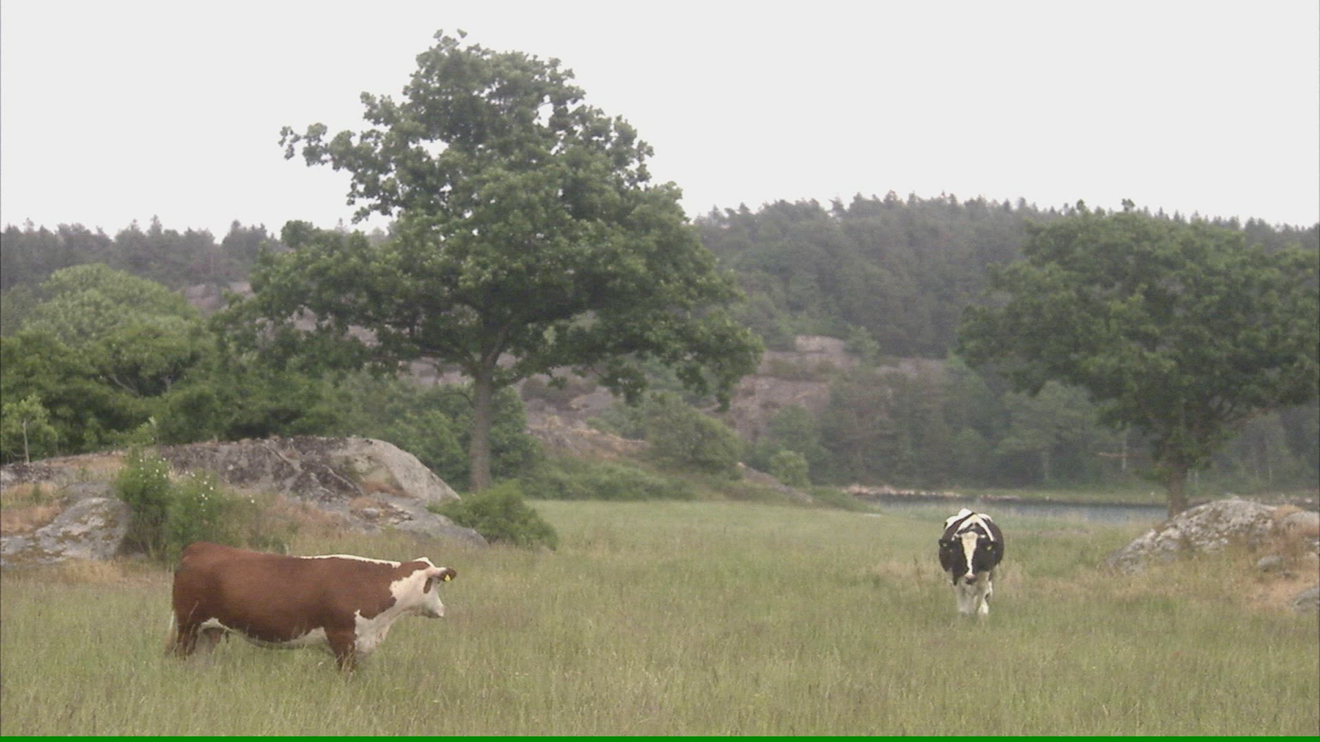 917942783 / Cow / Agriculture / Västkusten
