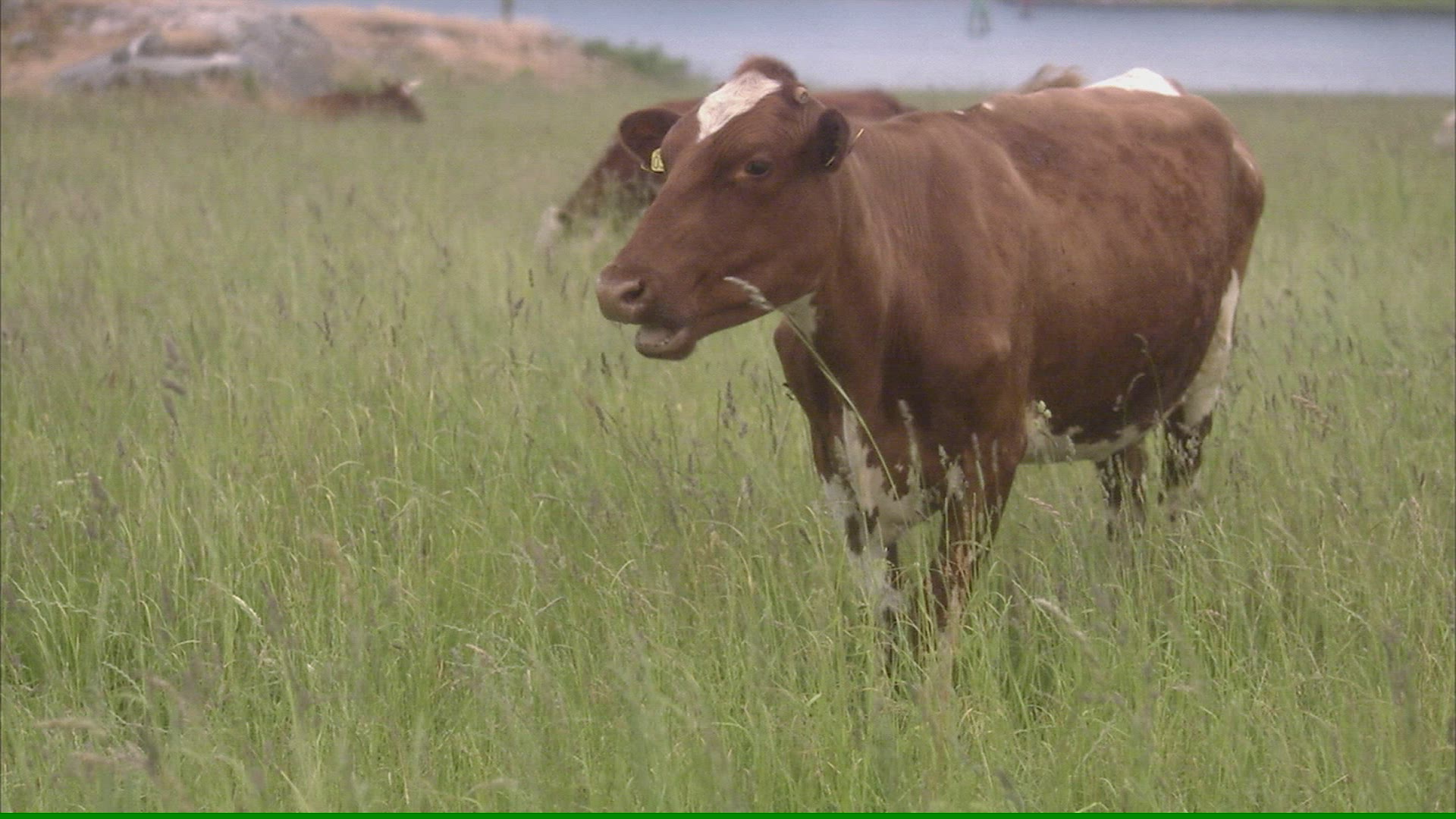 609750442 / Cow / Agriculture / Västkusten