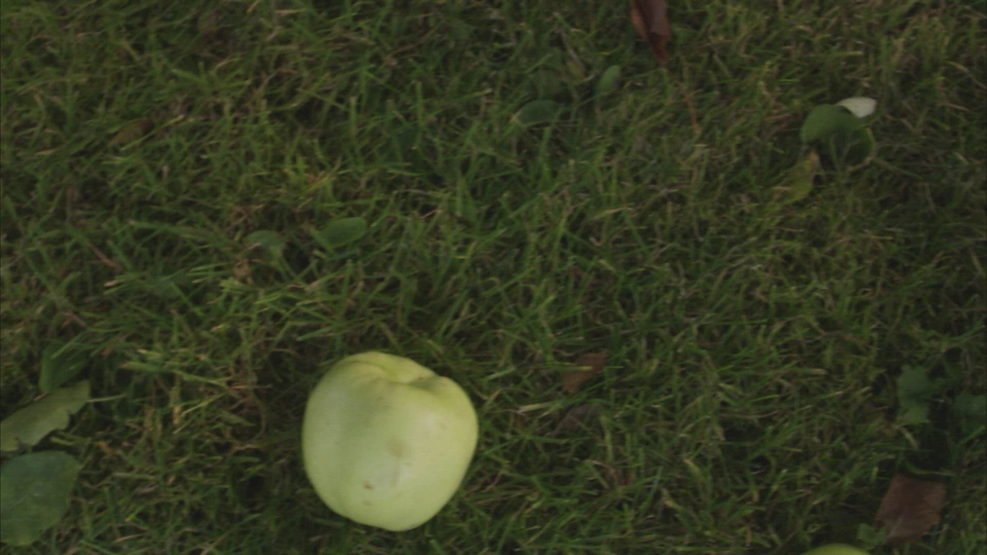 395099228 / Abundance / Apple / Sweden