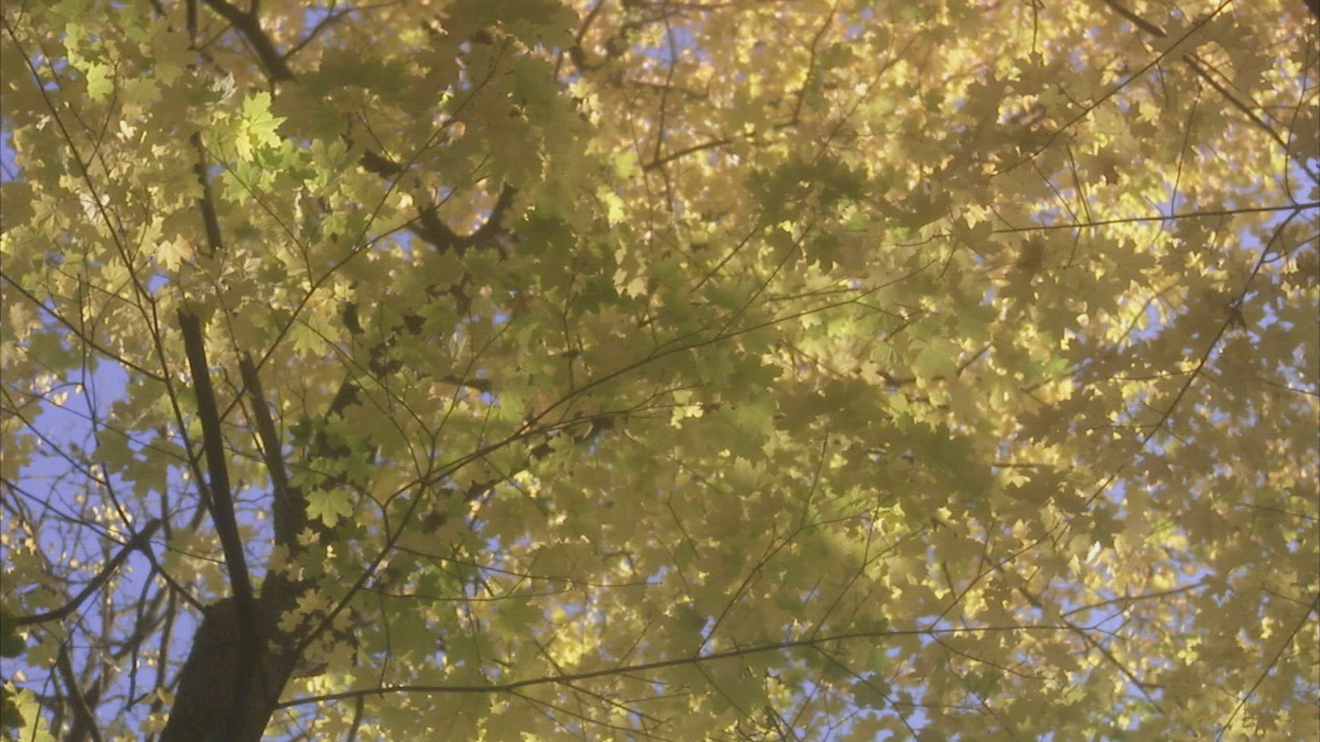 831548377 / Yellow / Foliage / Sweden