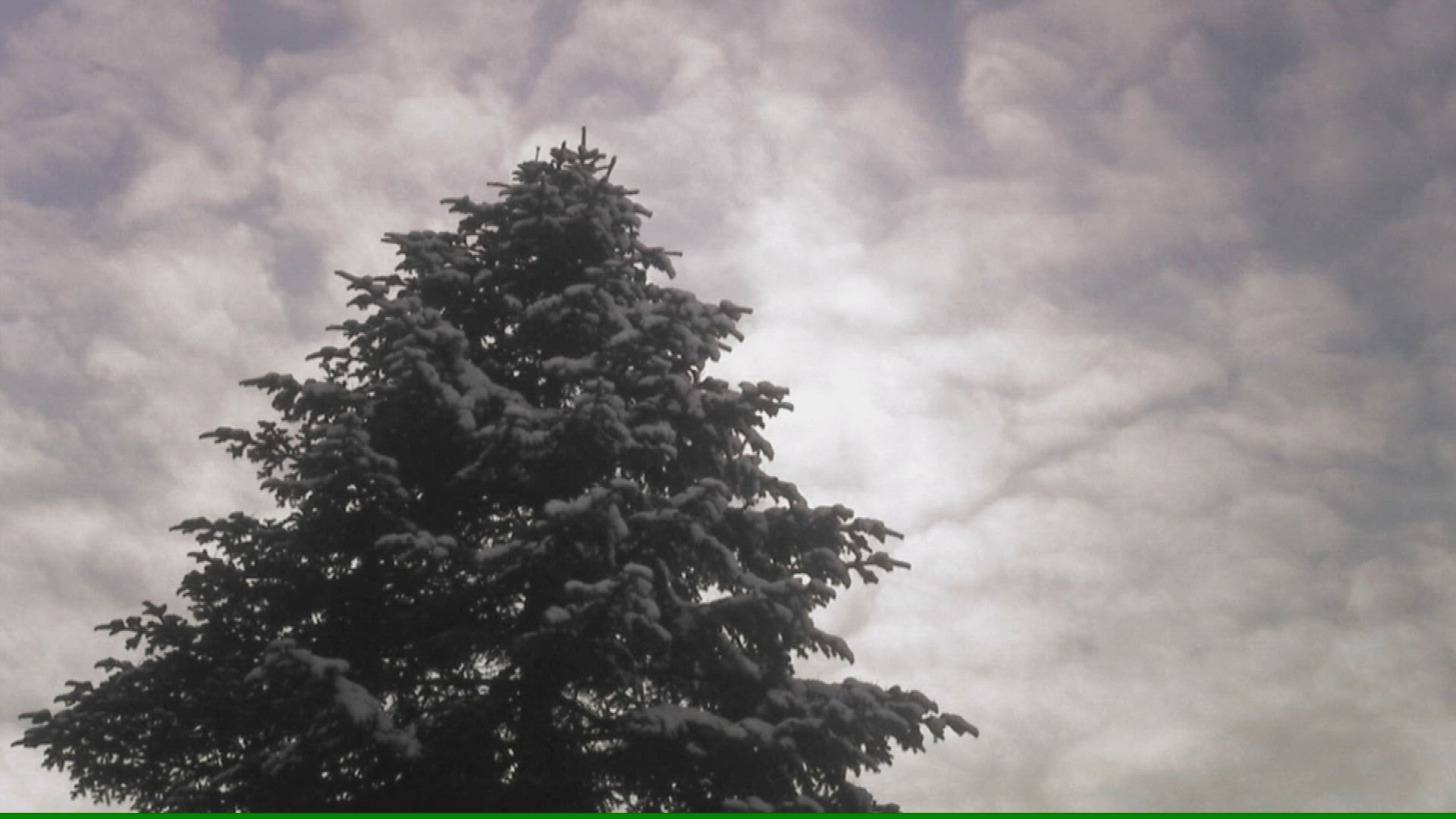 289498010 / Moving / Spruce / Sweden