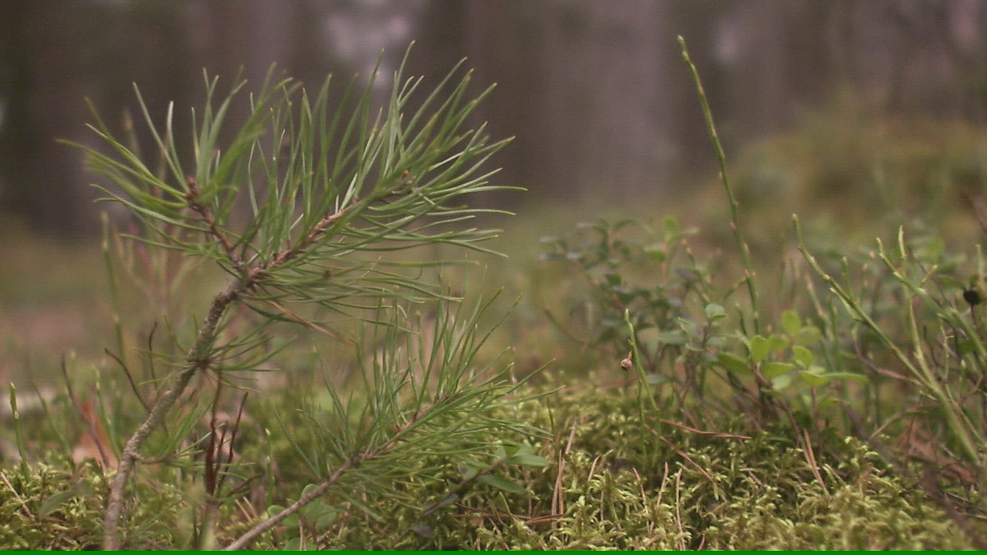 490892693 / Little / Plant / Sweden