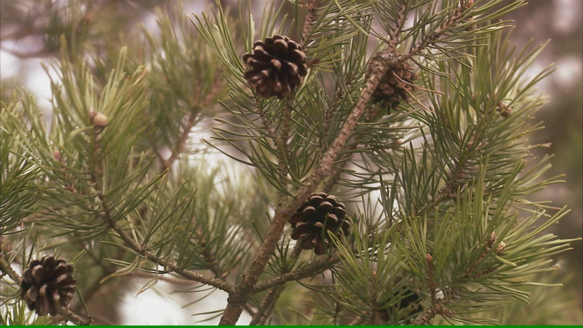 770119301 / Wind / Spruce Cone / Sweden