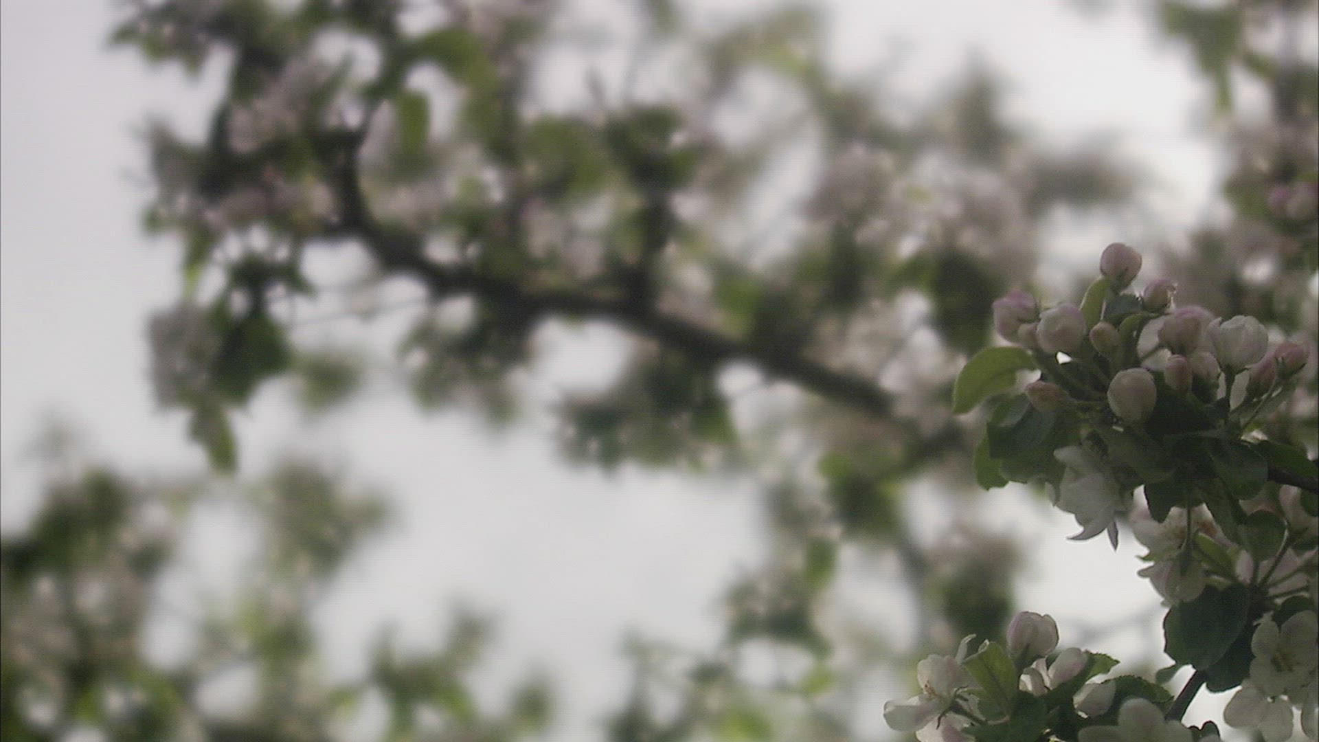 619813556 / Light Effect / Apple Tree / Sweden