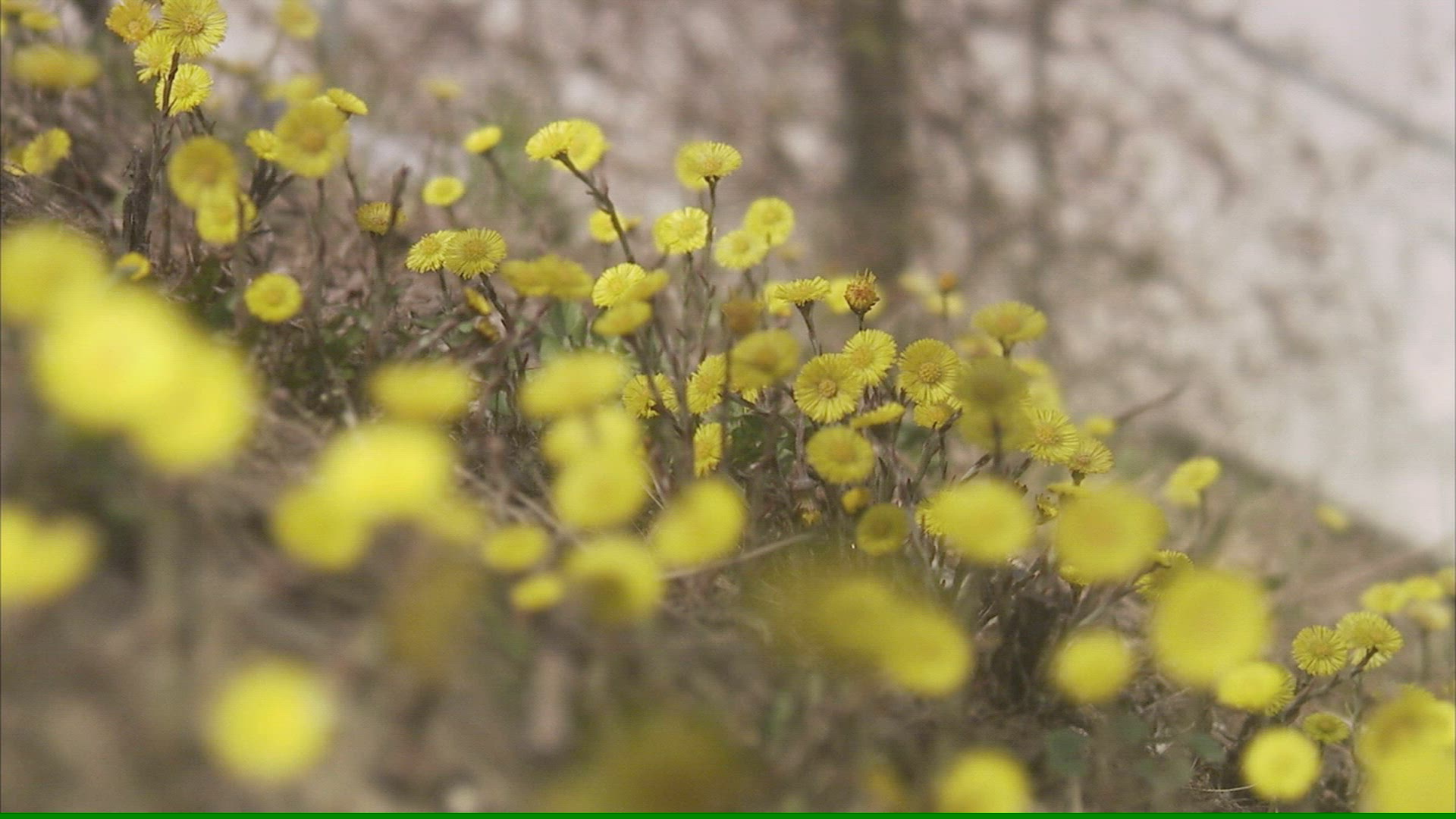 777745674 / Spring / Coltsfoot / Sweden