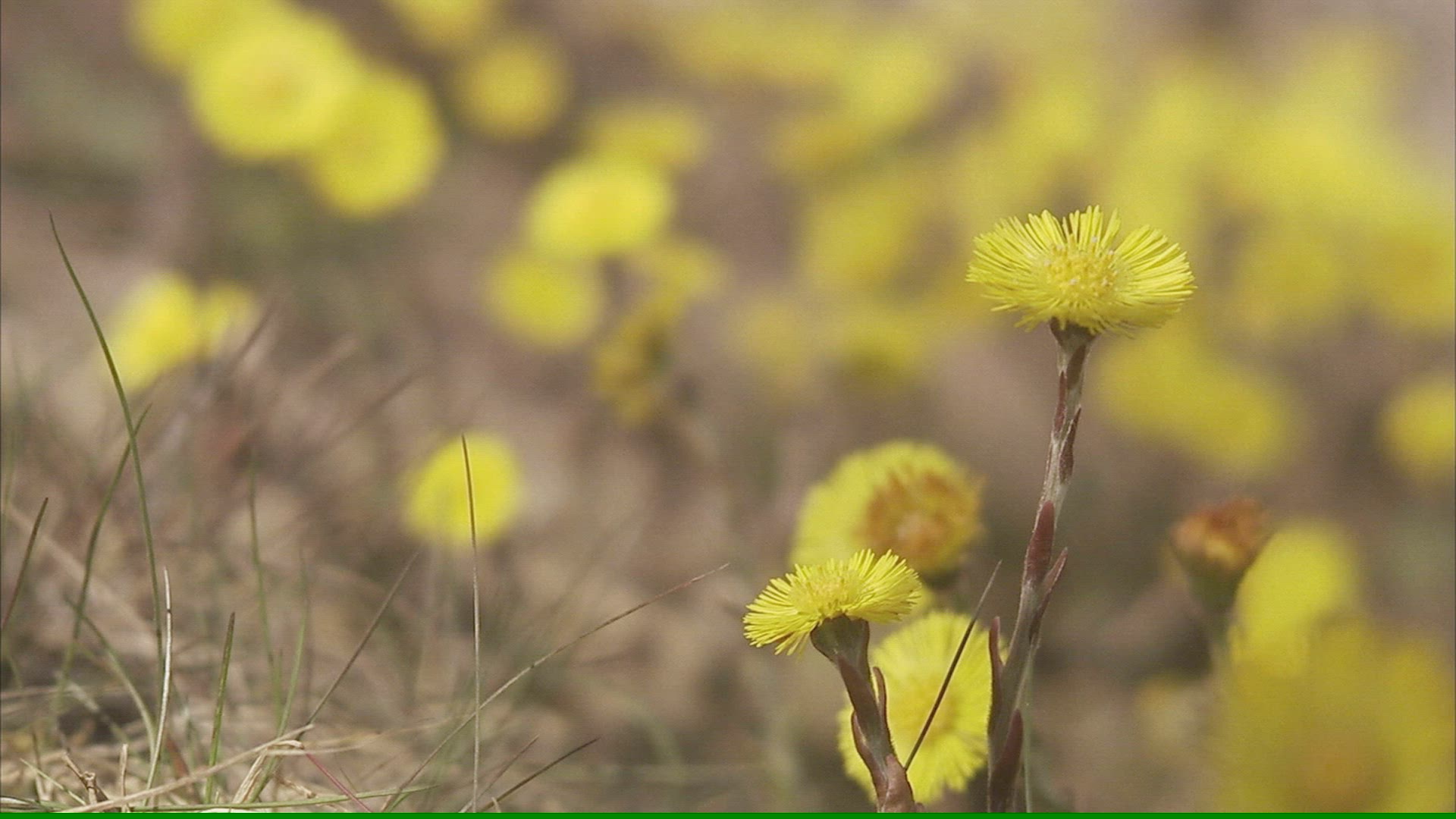 756569500 / Spring / Coltsfoot / Sweden