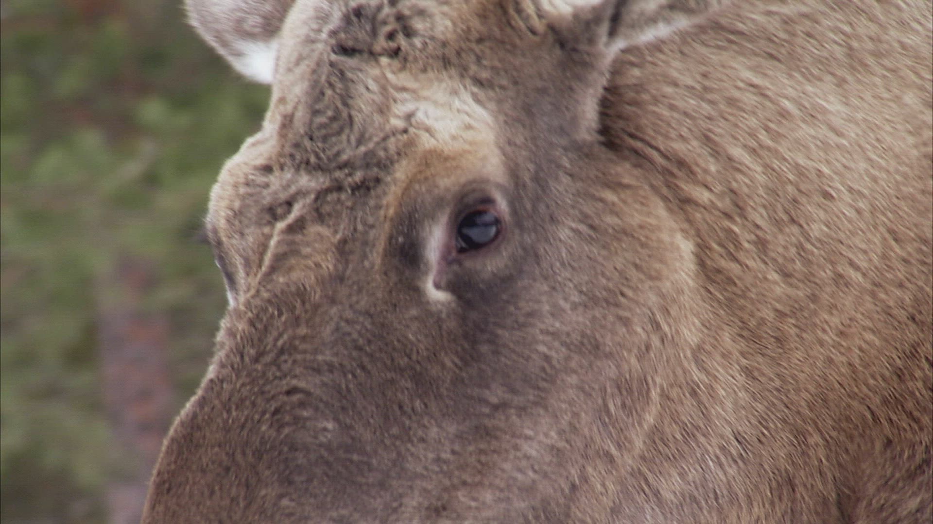 656041315 / Moose / Curiosity / Sweden