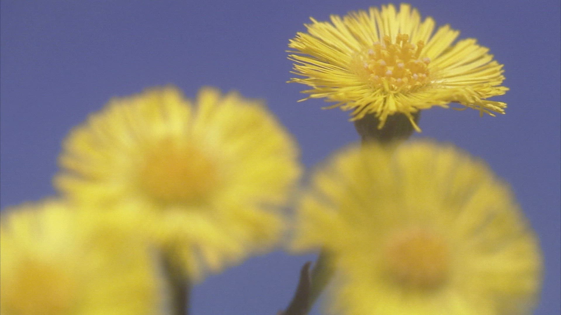 665845978 / Spring / Coltsfoot / Sweden