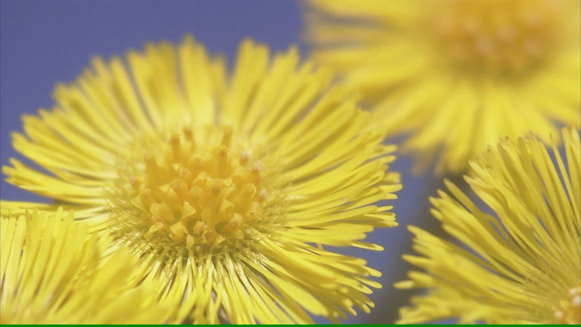 916529845 / Spring / Coltsfoot / Sweden