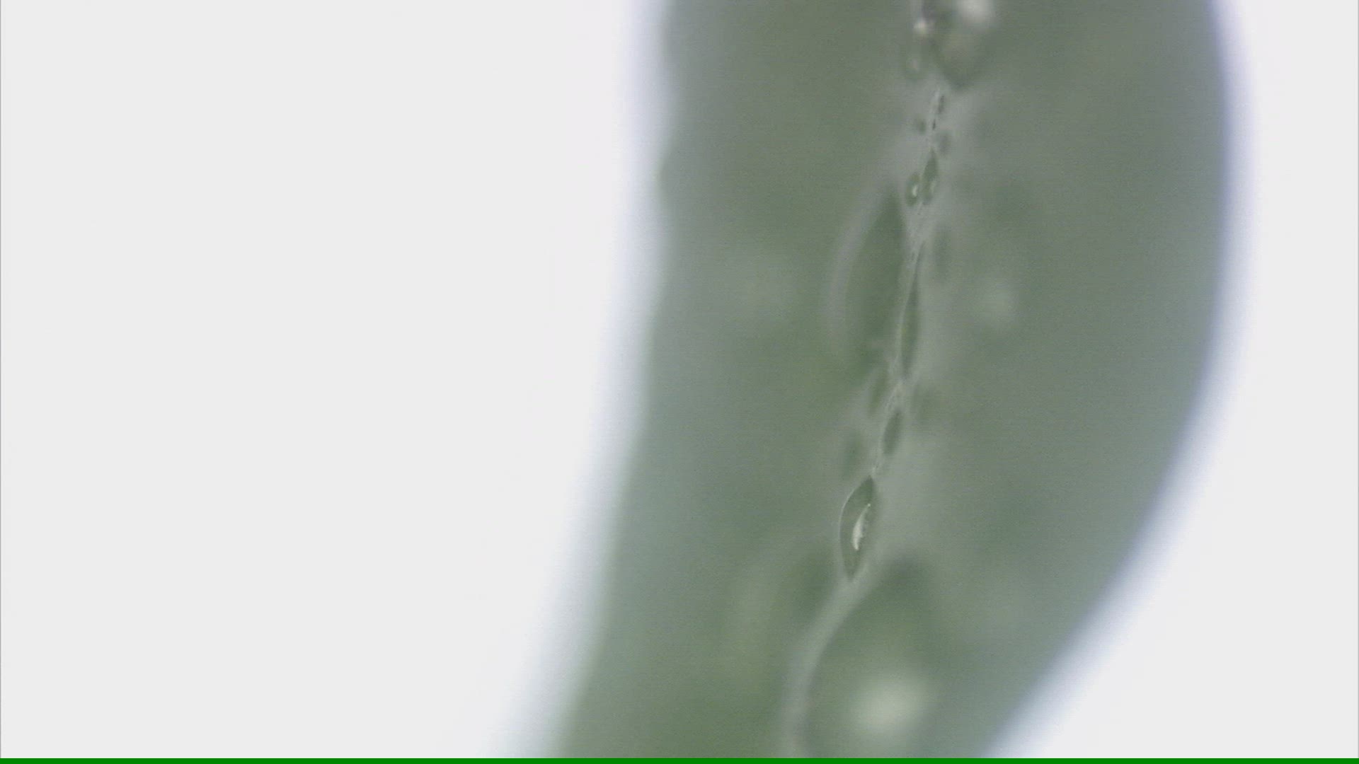 661172624 / Harmony / Leaf / Water Drop
