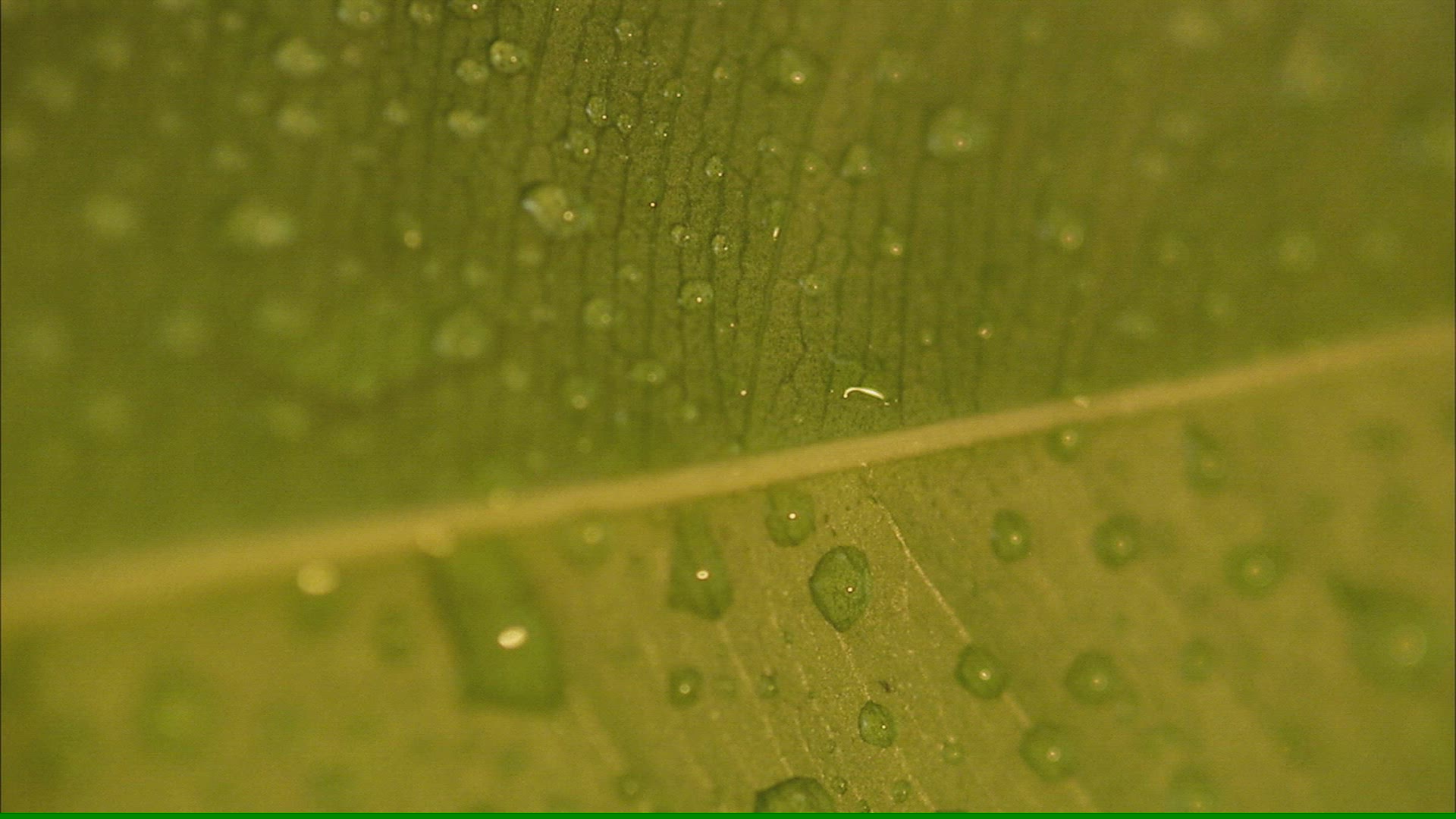 928047898 / Harmony / Leaf / Water Drop