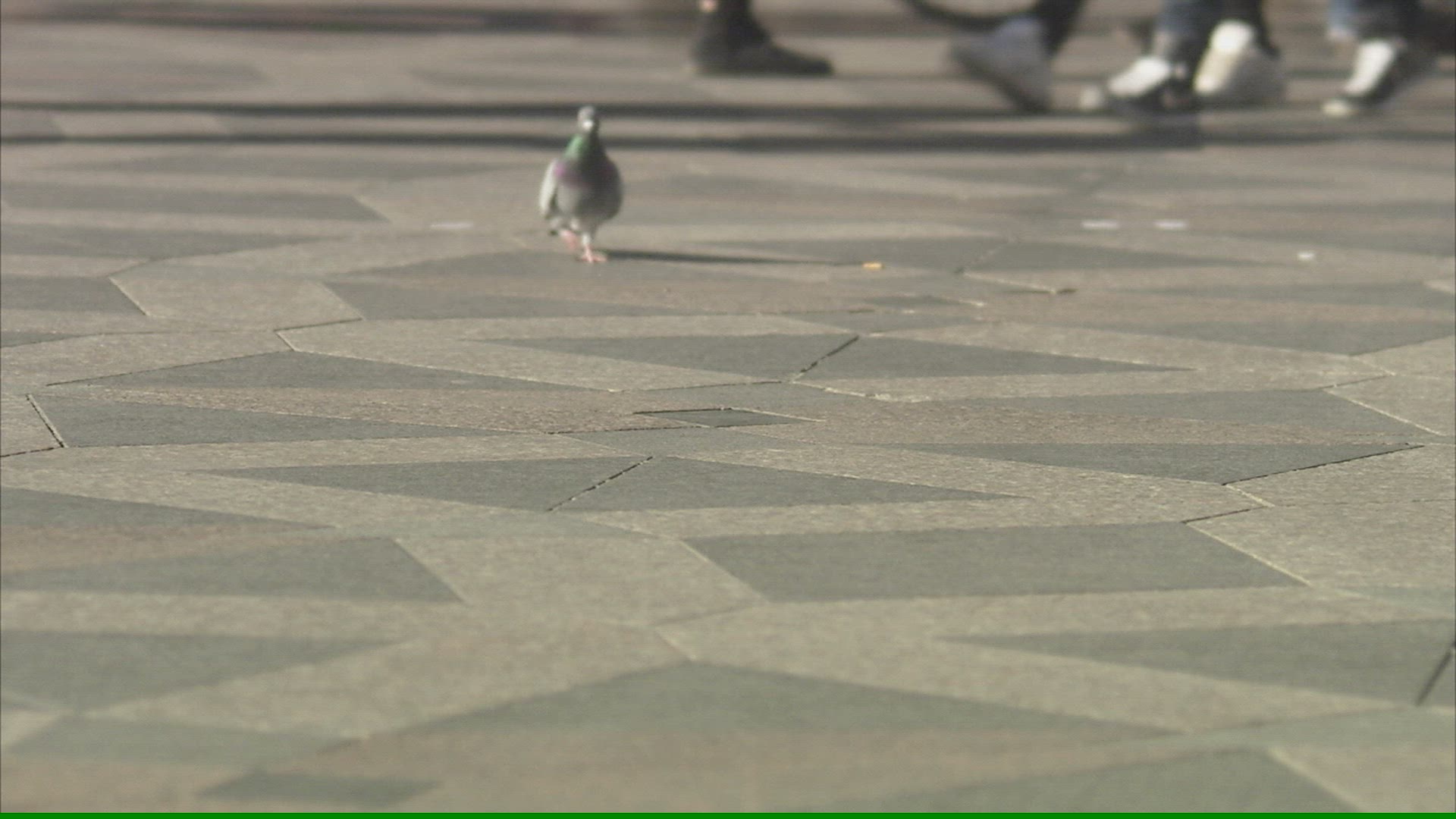 404455288 / Pigeon / Crowd / Copenhagen