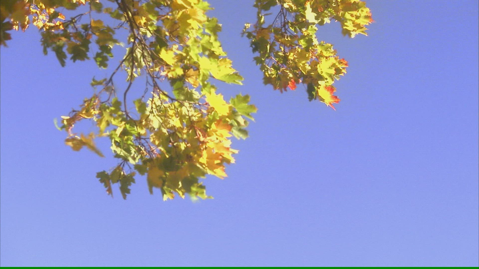 959876958 / Yellow / Maple Leaf / Sweden
