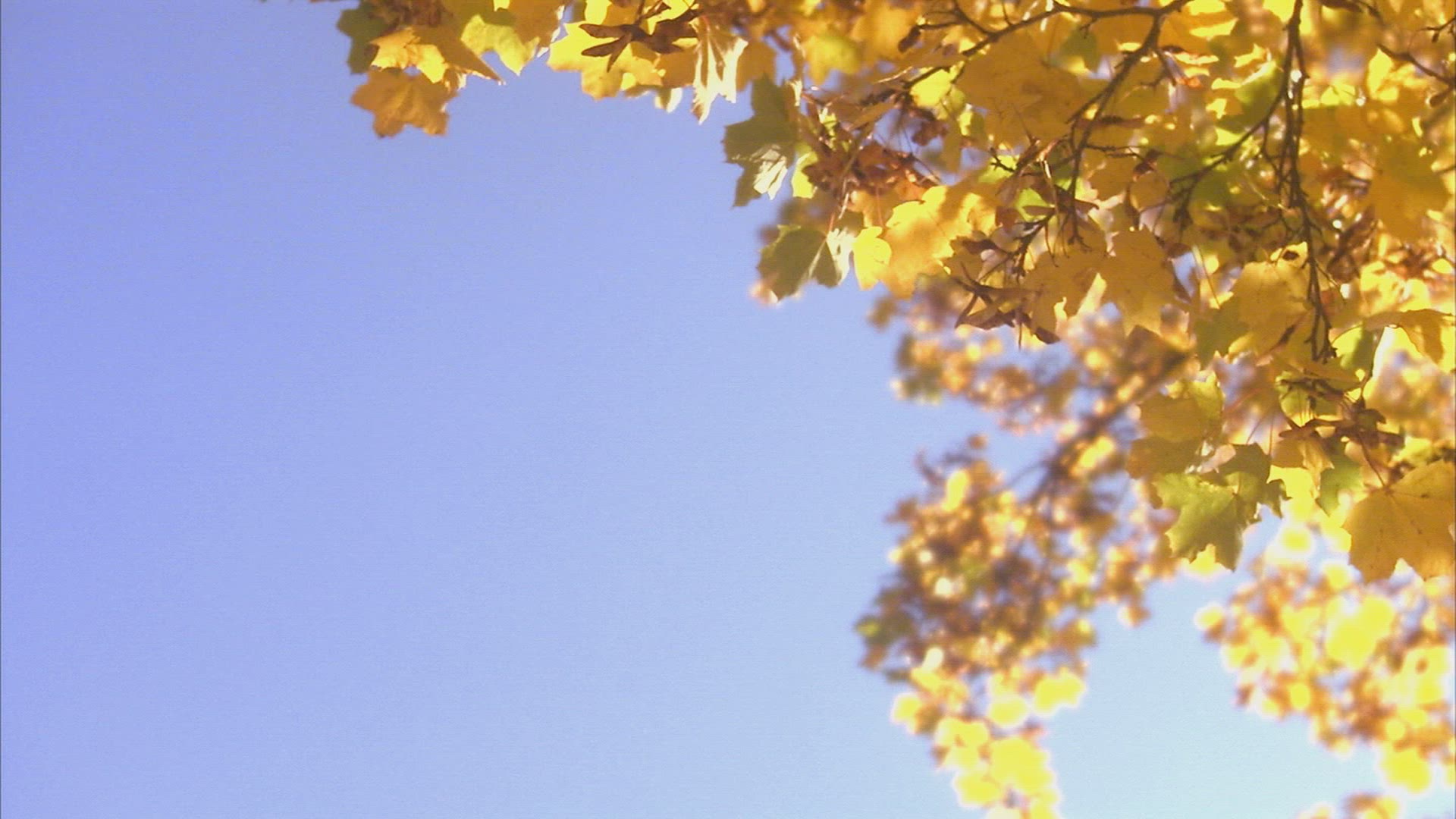 340113910 / Yellow / Maple Leaf / Sweden