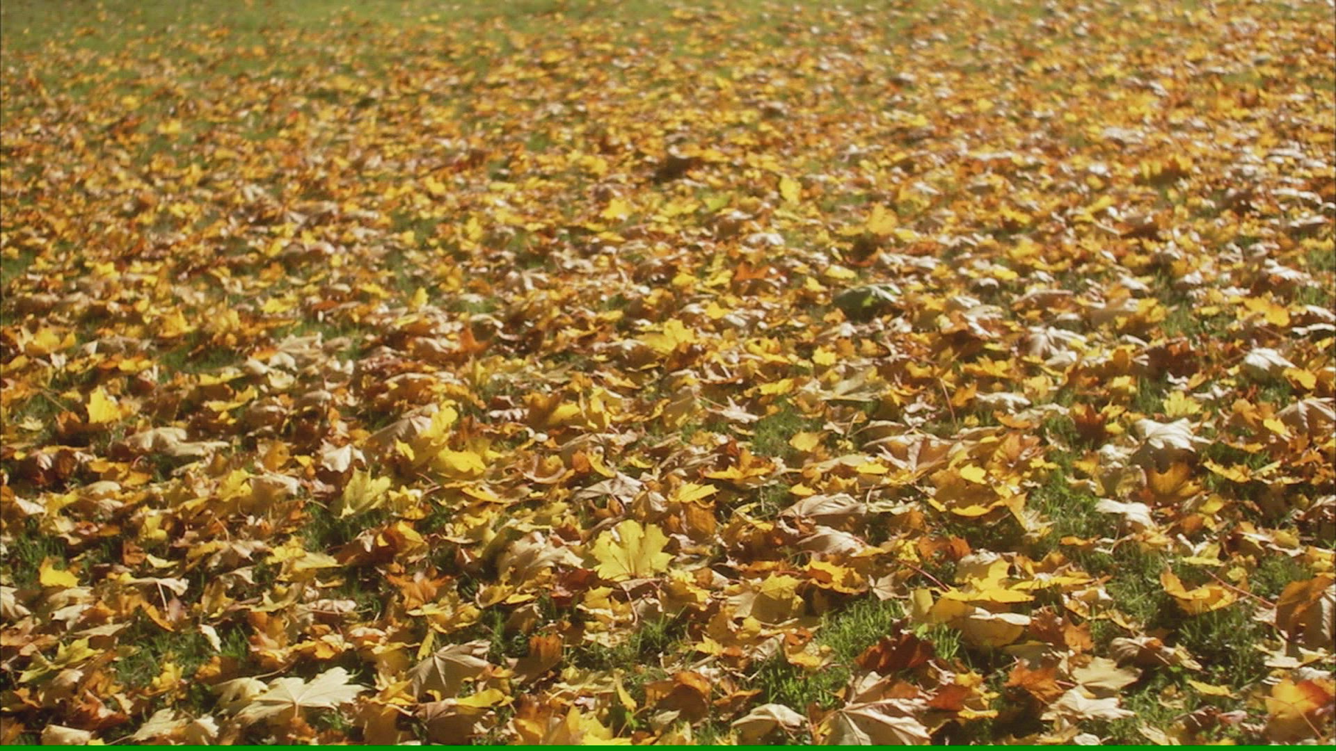 252268407 / Abundance / Leaf / Sweden