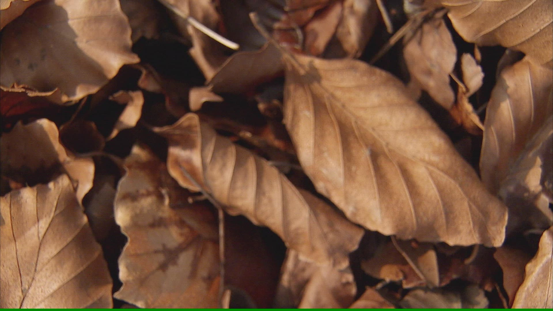 952820509 / Spring / Blossom / Sweden