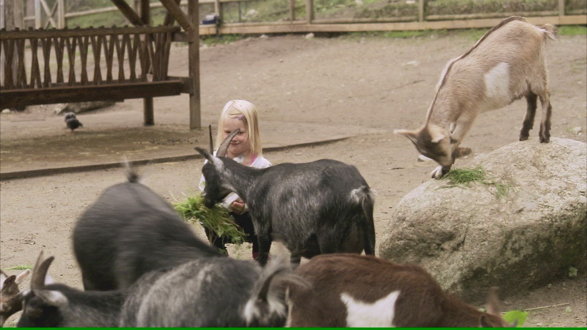 797723119 / Goat / Zoo / Sweden