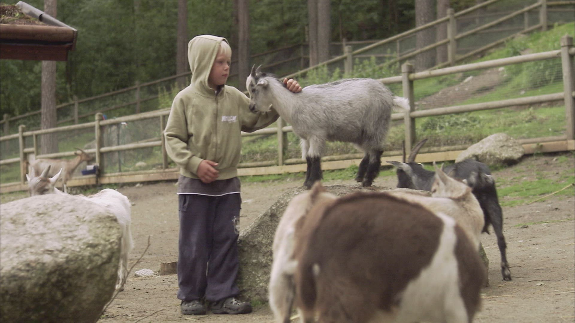 191455993 / Goat / Zoo / Sweden