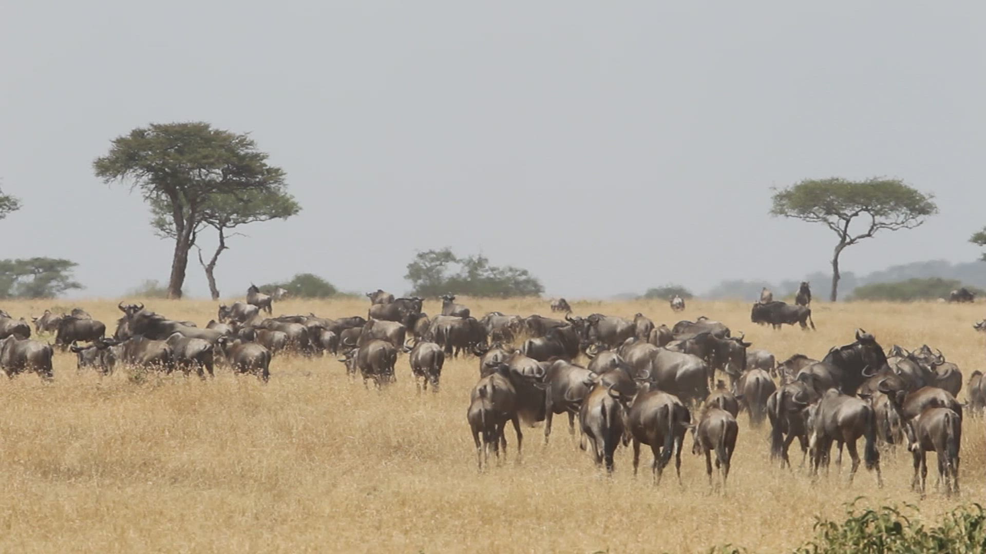 915573110 / Gnu Herd / Arusha / Serengeti National Park / Tanzania / Africa