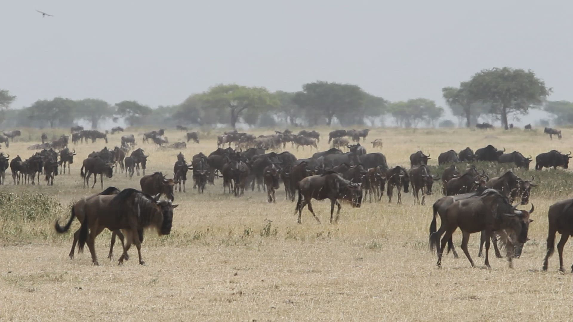 654634681 / Gnu Herd / Arusha / Serengeti National Park / Tanzania / Africa