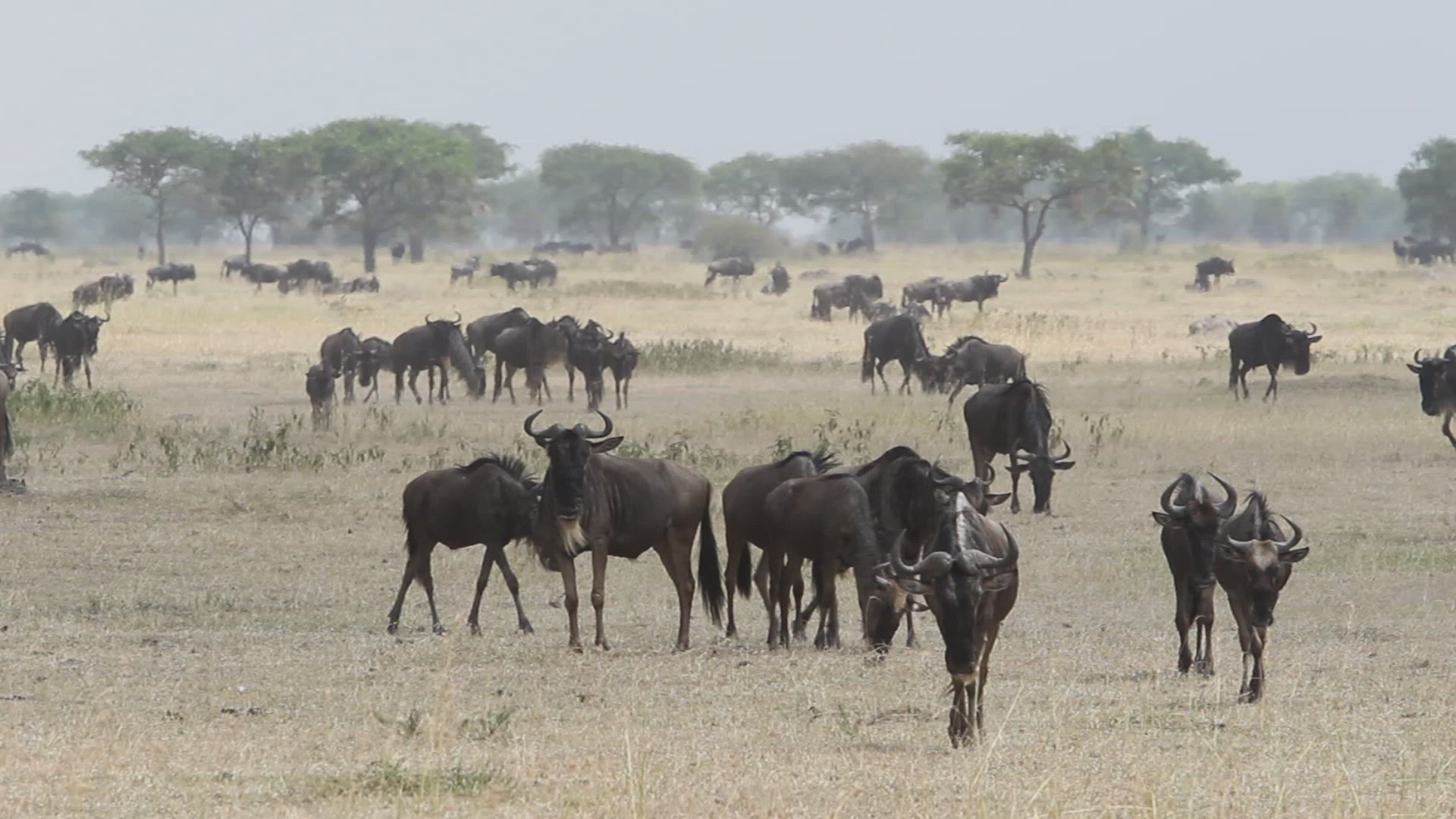 854008831 / Gnu Herd / Arusha / Serengeti National Park / Tanzania / Africa