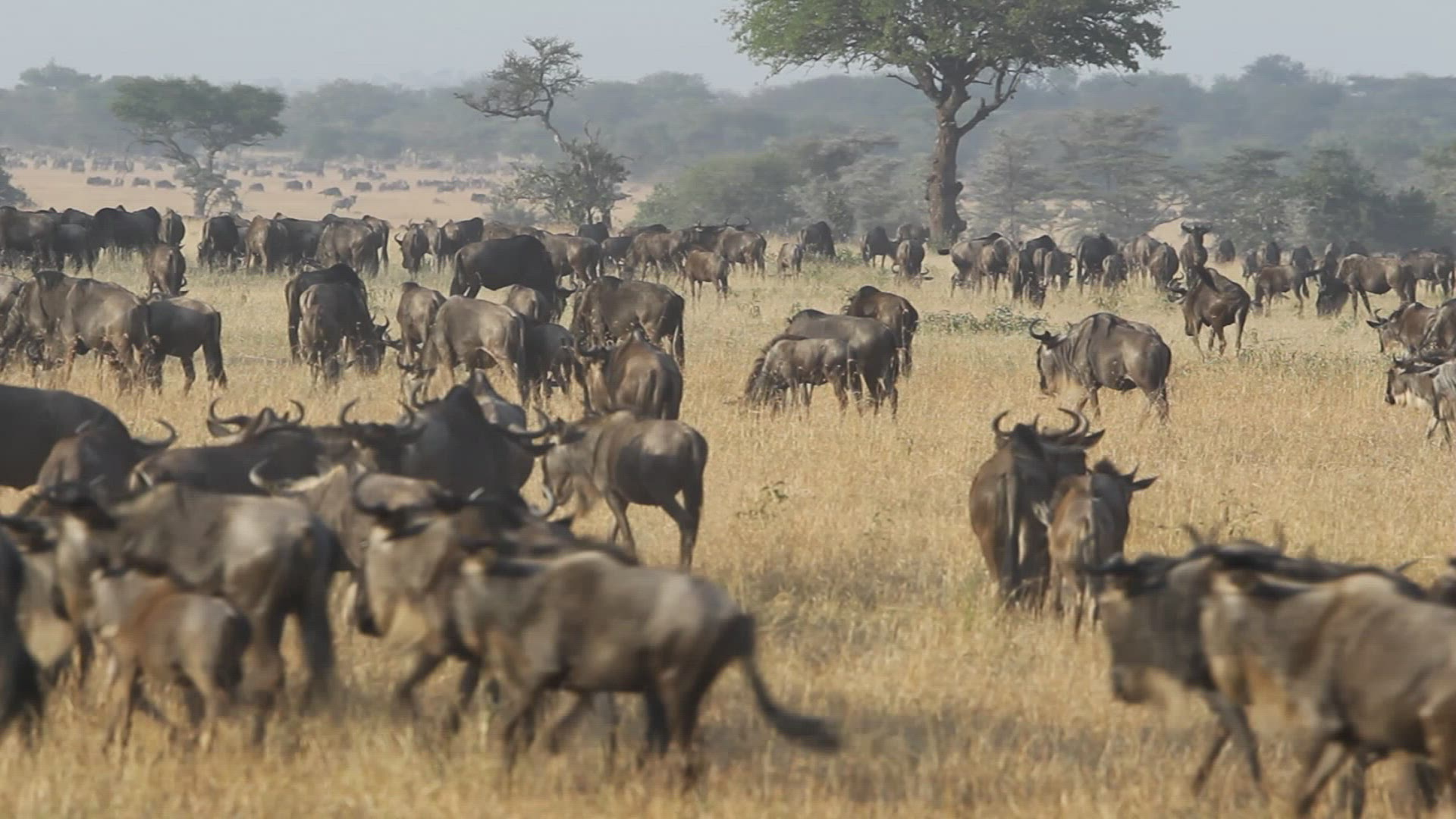 960441996 / Gnu Herd / Arusha / Serengeti National Park / Tanzania / Africa