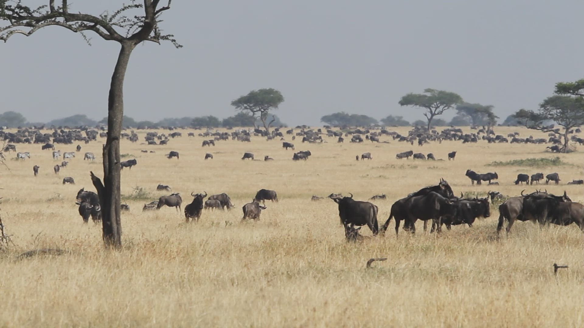 817850007 / Gnu Herd / Arusha / Serengeti National Park / Tanzania / Africa