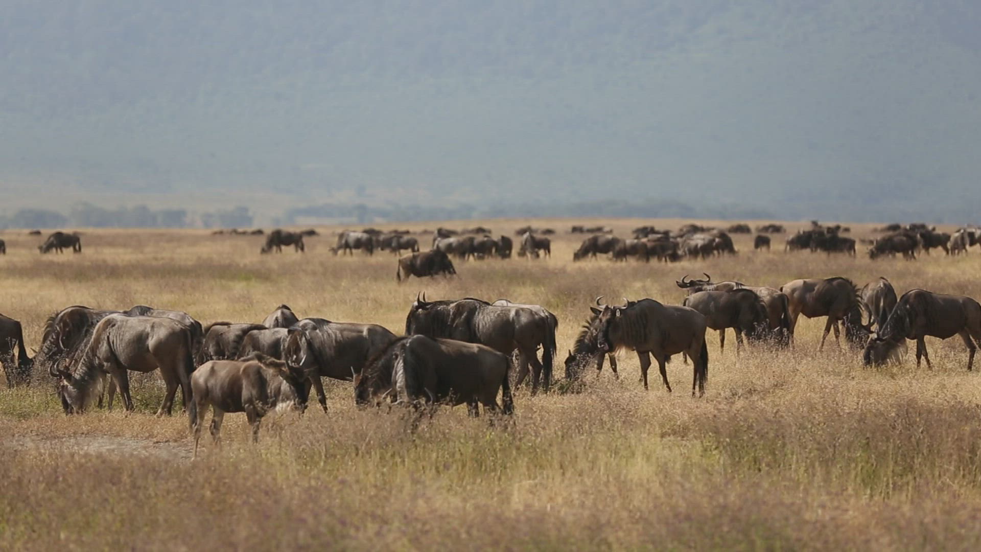 776113477 / Gnu Herd / Arusha / Serengeti National Park / Tanzania / Africa