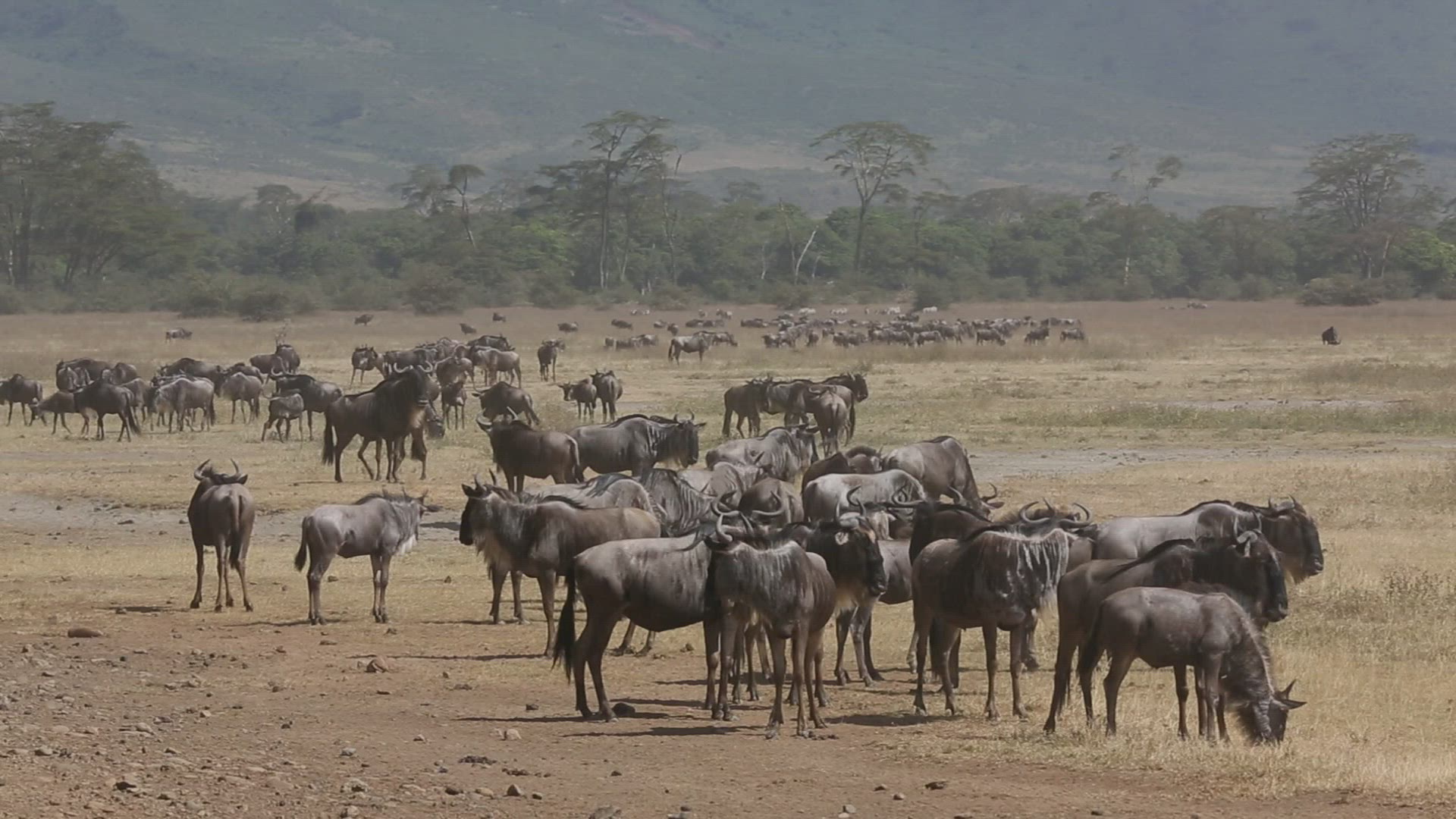 229760497 / Gnu Herd / Arusha / Serengeti National Park / Tanzania / Africa