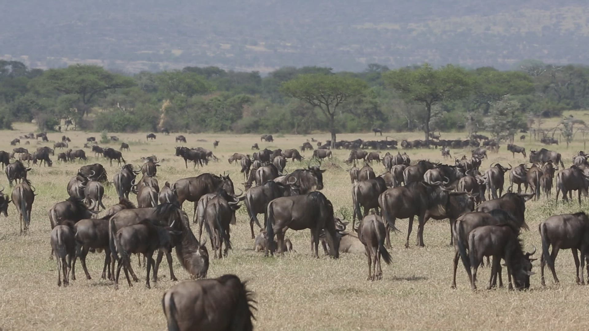 848339497 / Gnu Herd / Arusha / Serengeti National Park / Tanzania / Africa