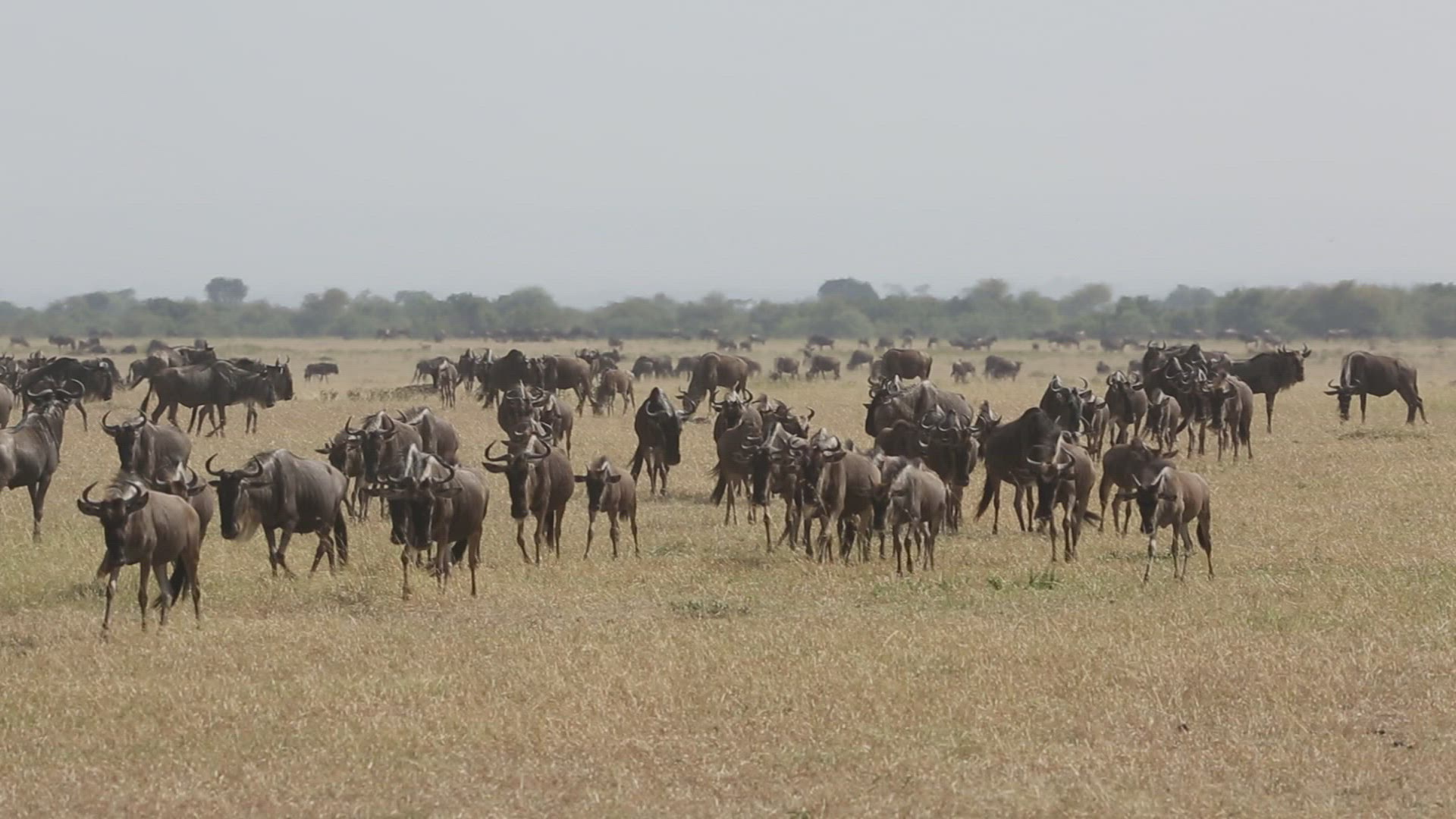 308782596 / Gnu Herd / Arusha / Serengeti National Park / Tanzania / Africa