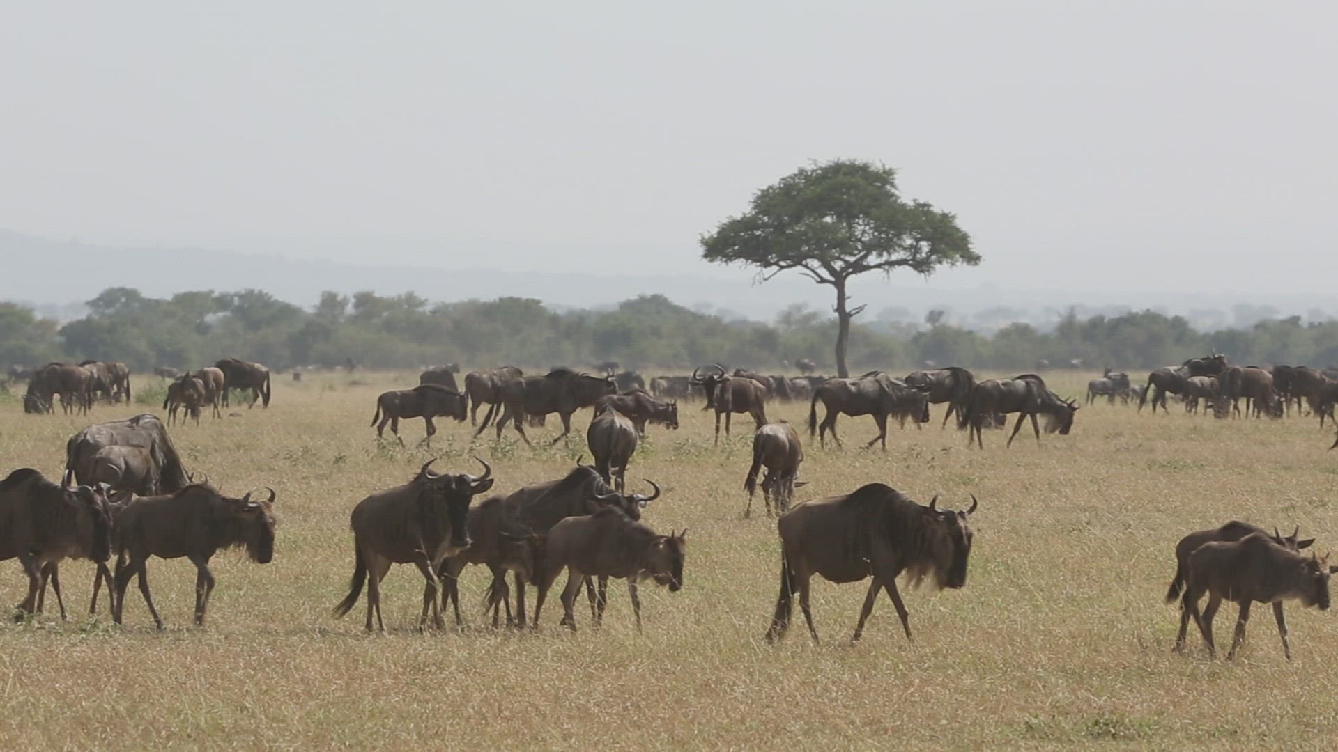 184113980 / Gnu Herd / Arusha / Serengeti National Park / Tanzania / Africa