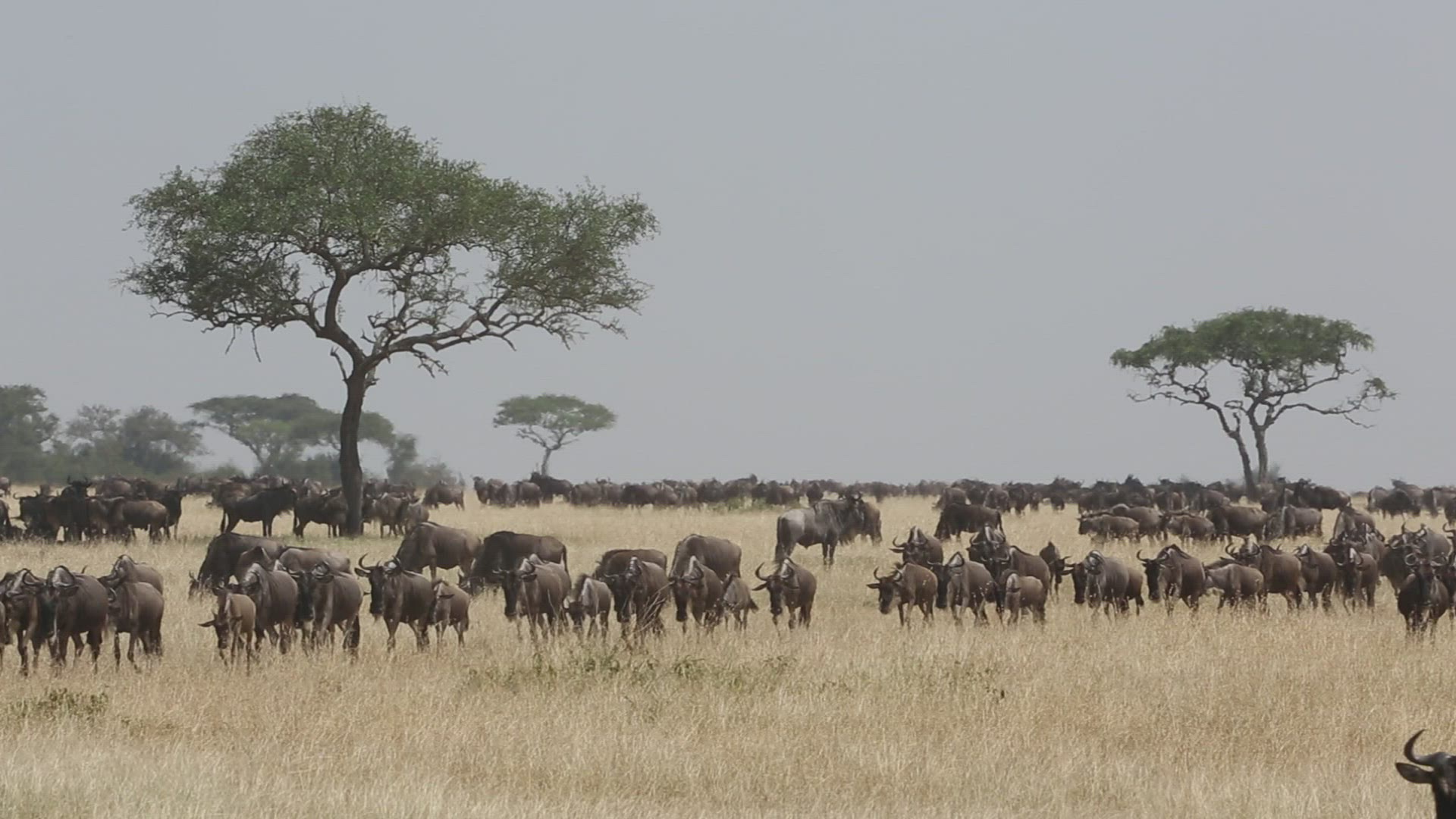 443079621 / Gnu Herd / Arusha / Serengeti National Park / Tanzania / Africa