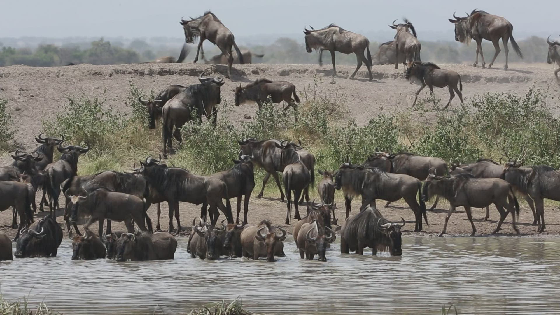 148843304 / Gnu Herd / Arusha / Serengeti National Park / Tanzania / Africa
