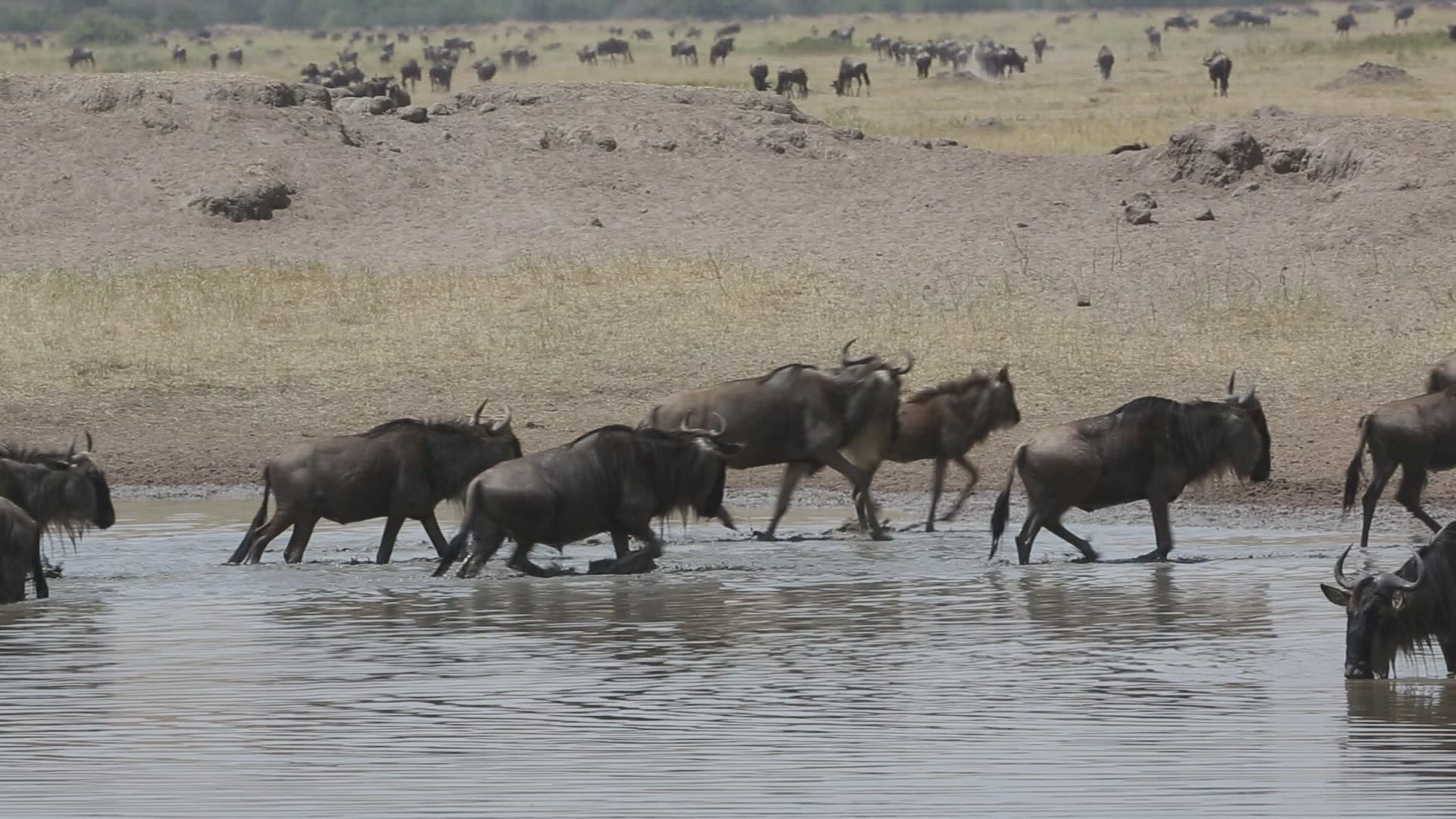 822493300 / Gnu Herd / Arusha / Serengeti National Park / Tanzania / Africa