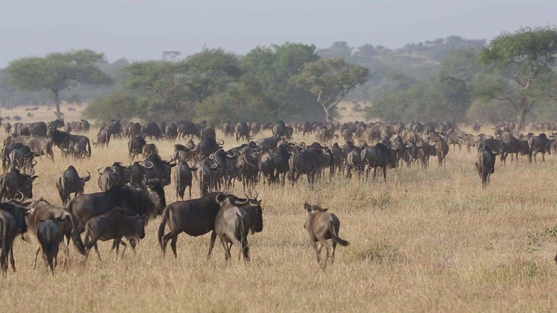 851564423 / Gnu Herd / Arusha / Serengeti National Park / Tanzania / Africa
