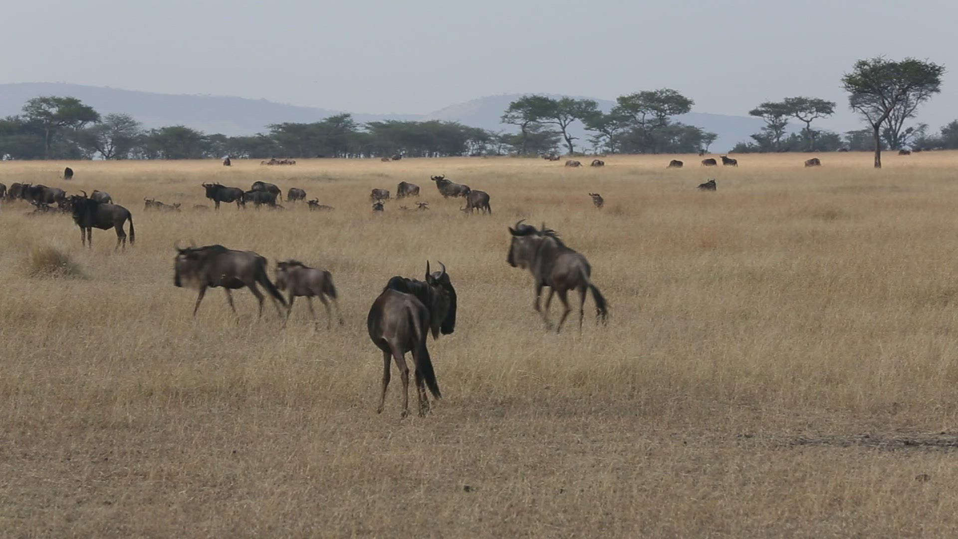 146074611 / Gnu Herd / Arusha / Serengeti National Park / Tanzania / Africa